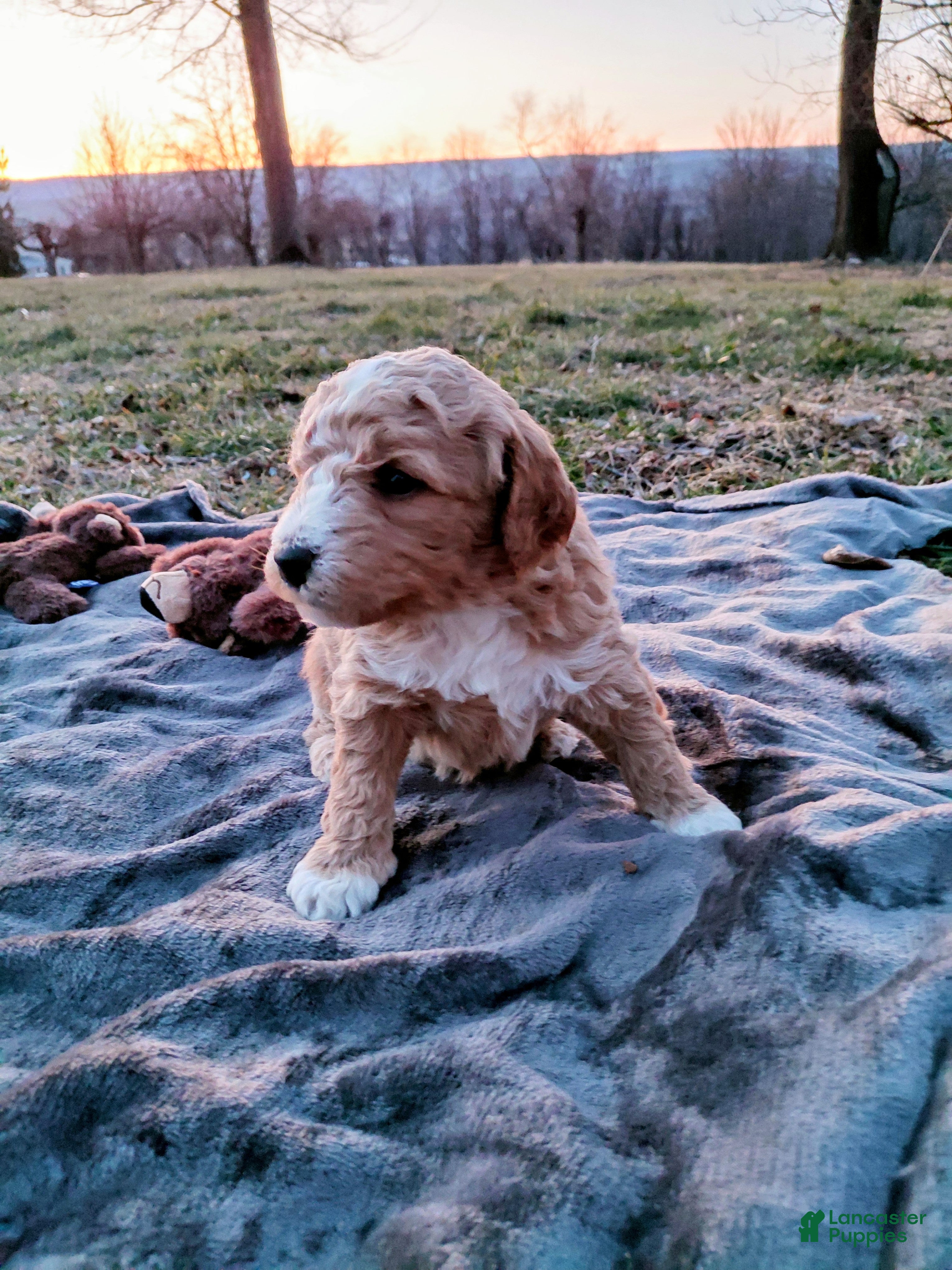 Mini Goldendoodle dogs Mini Goldendoodle LUCKY - Ad 1