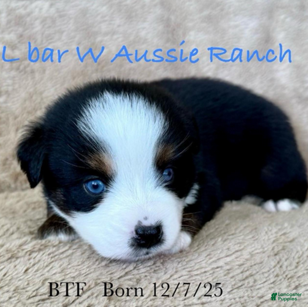 Miniature Australian Shepherd dogs for sale: Uriel - Ad 1