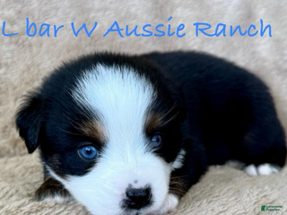 Miniature Australian Shepherd dogs Uriel - Ad 2