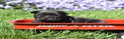 French Bulldog dogs for sale: French Bulldog Puppy 1 - Ad 3