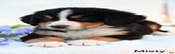 Bernese Mountain Dog dogs for sale: Misty  - Ad 1