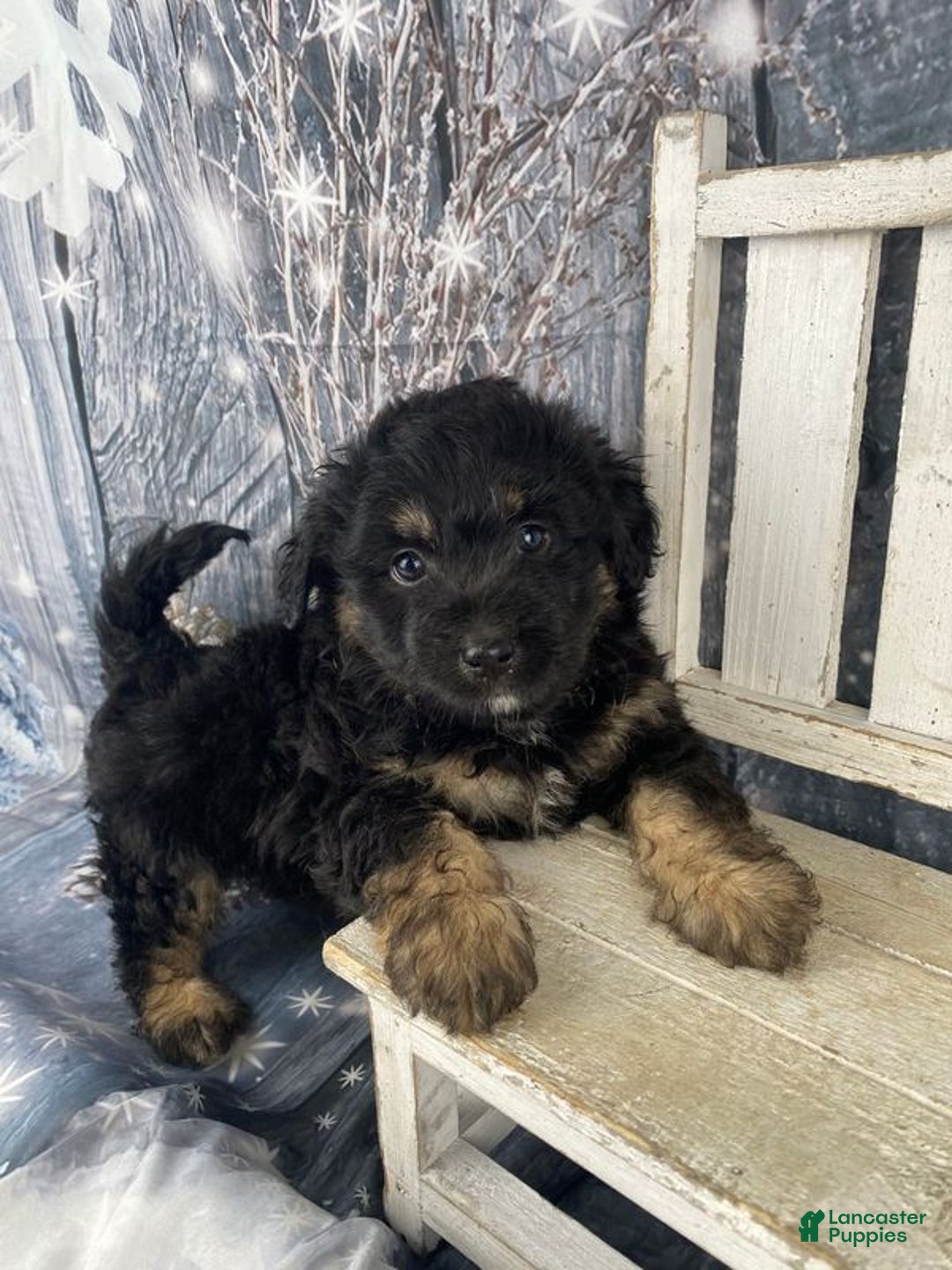 Mini Aussiedoodle dogs for sale: Ian - Ad 10