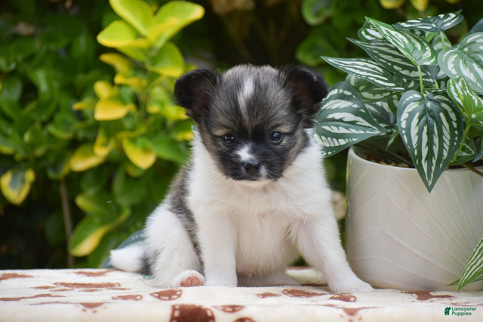 Papillon dogs Fritz - Ad 1