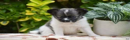 Papillon dogs for sale: Fritz - Ad 1