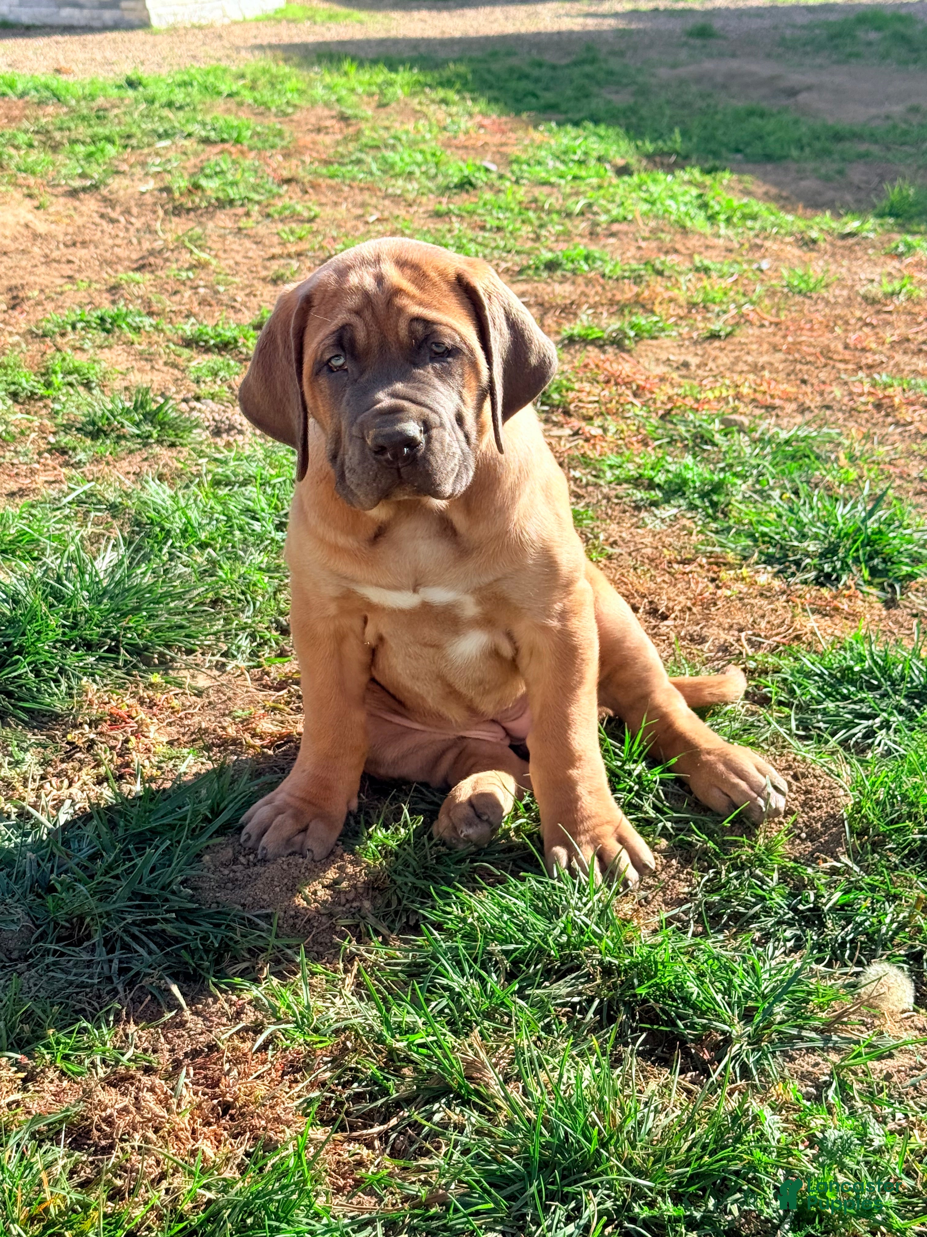 Mixed Breed dogs Mixed Breed Puppy 1 - Ad 2