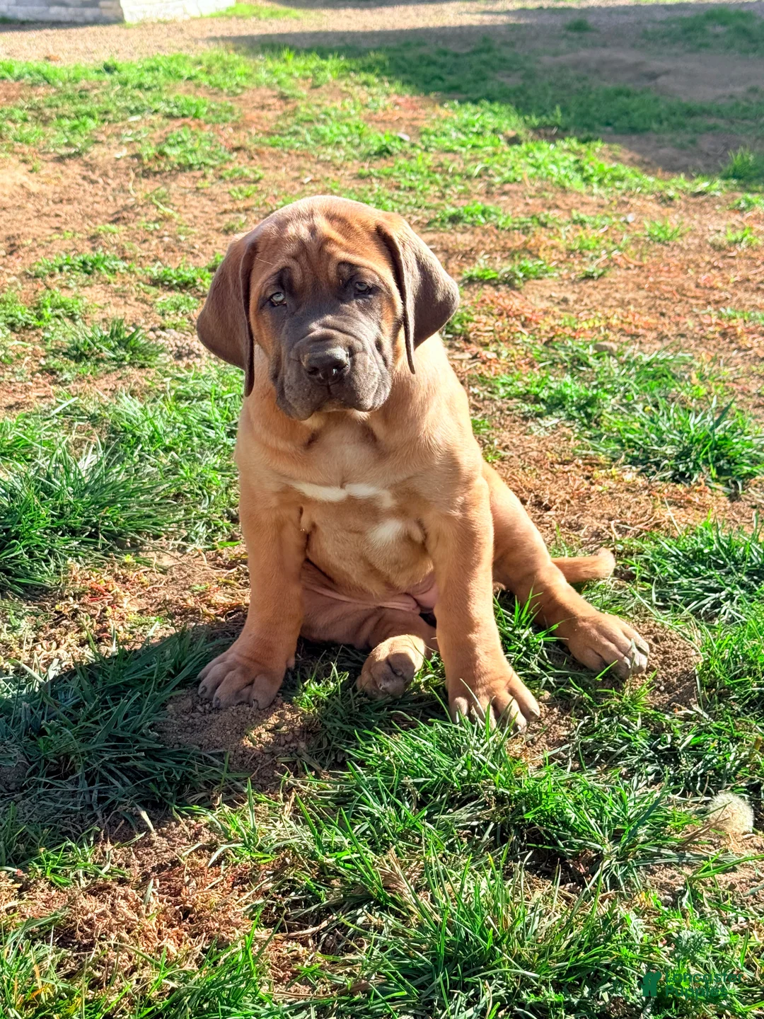 Mixed Breed dogs for sale: Mixed Breed Puppy 1 - Ad 3