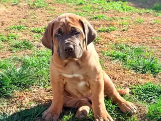 Mixed Breed dogs Mixed Breed Puppy 1 - Ad 2