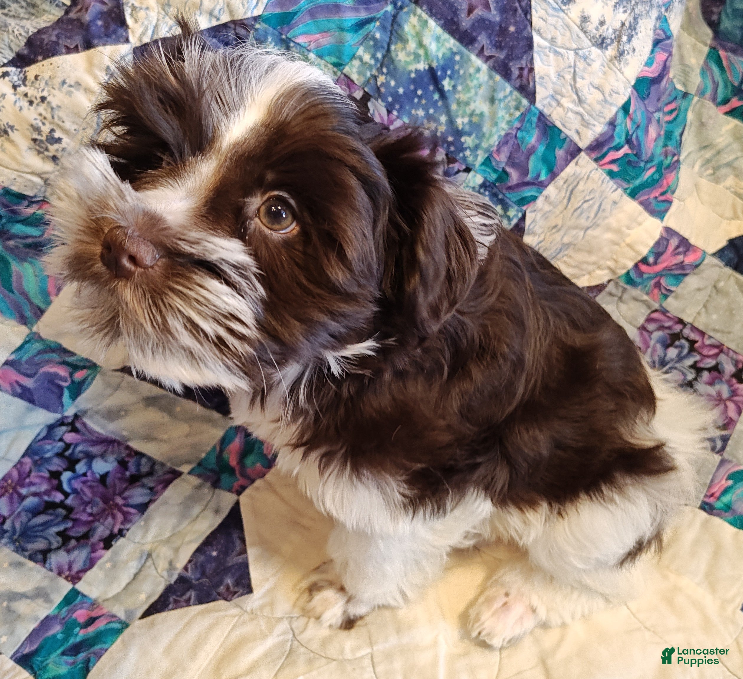 Miniature Schnauzer dogs Miniature Schnauzer Girl 2 - Ad 7