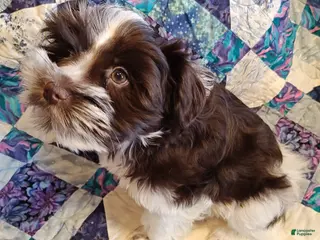 Miniature Schnauzer dogs Miniature Schnauzer Girl 2 - Ad 5