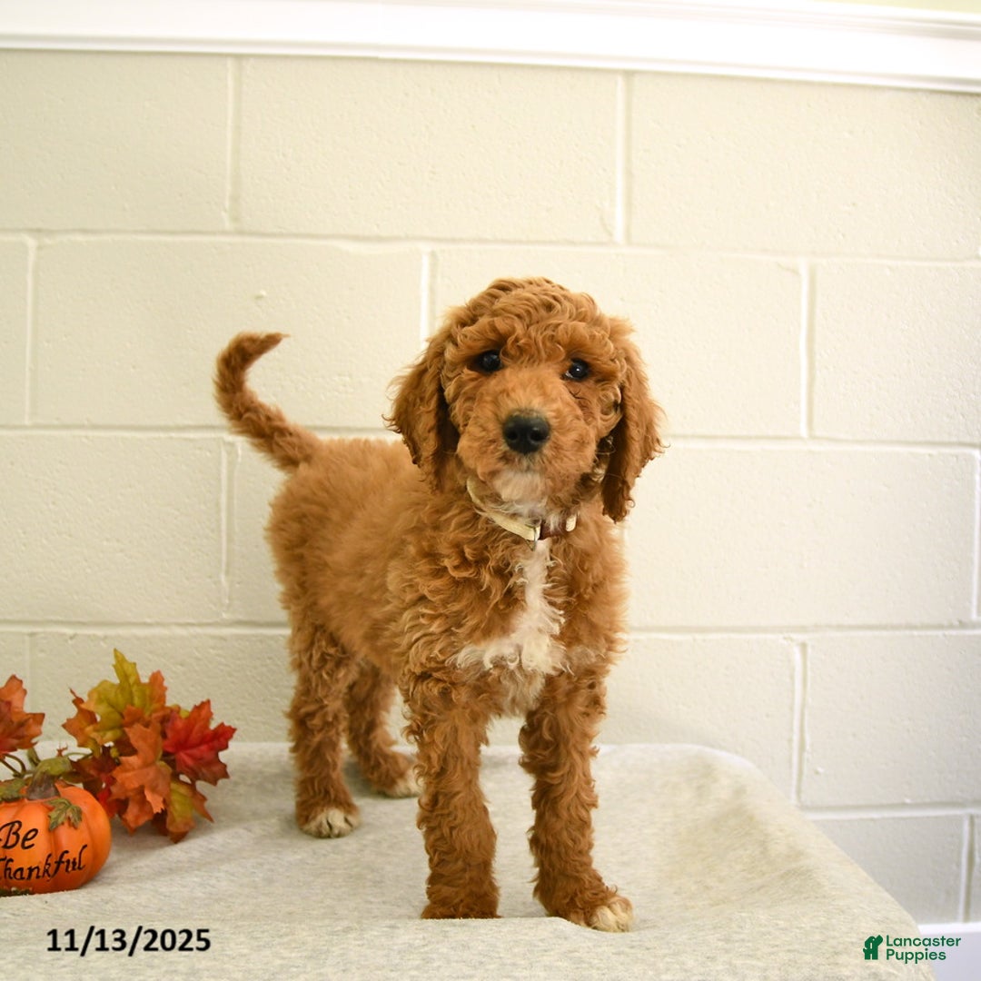 Standard Poodle dogs for sale: Daisy - Ad 1