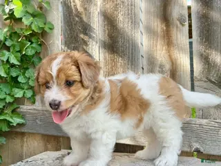 Mini Aussiedoodle dogs for sale: Athena - Ad 3