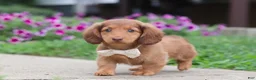 Miniature Dachshund dogs for sale: Grace - Ad 12