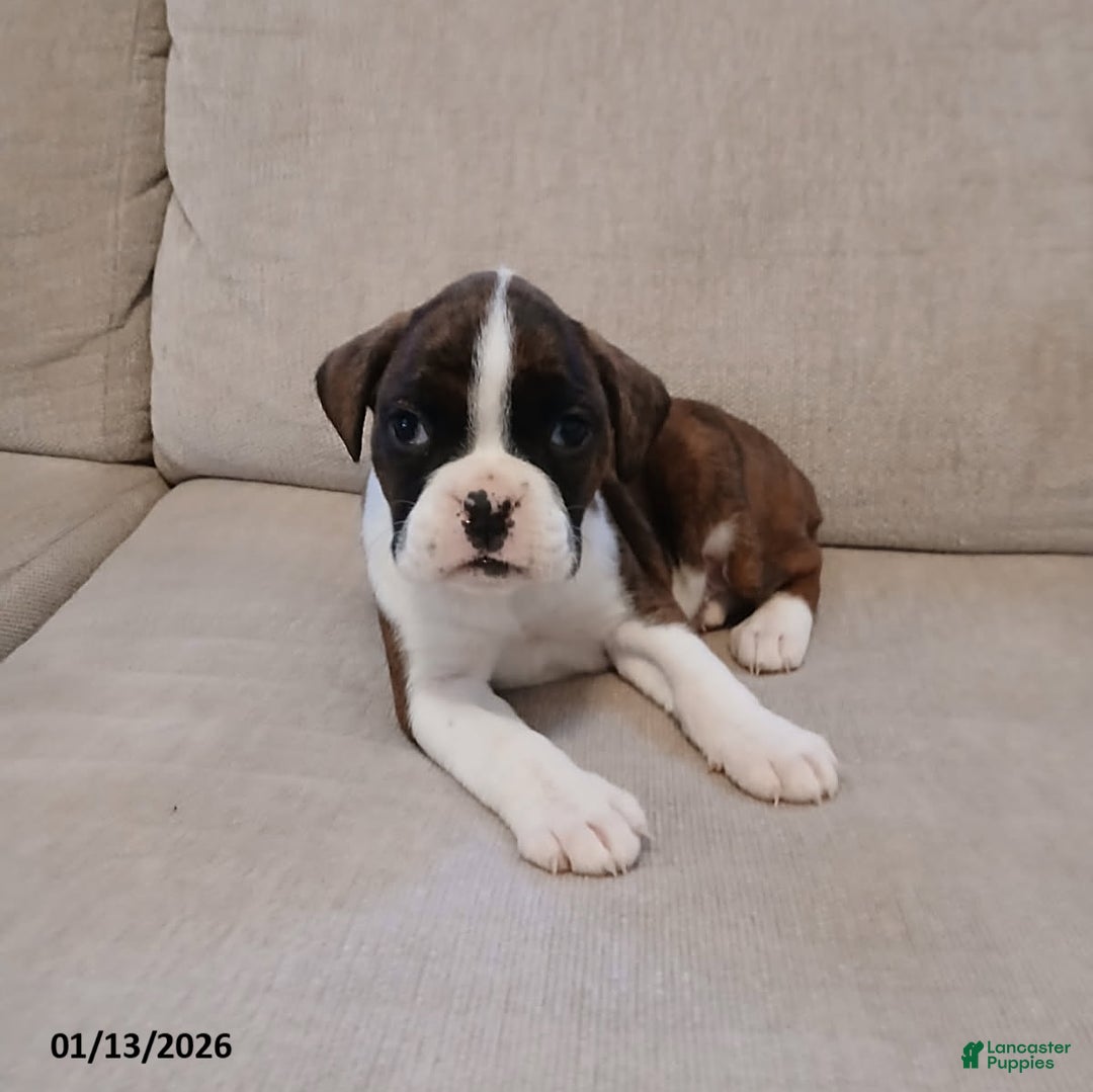 Boxer dogs for sale: Amy - Ad 1