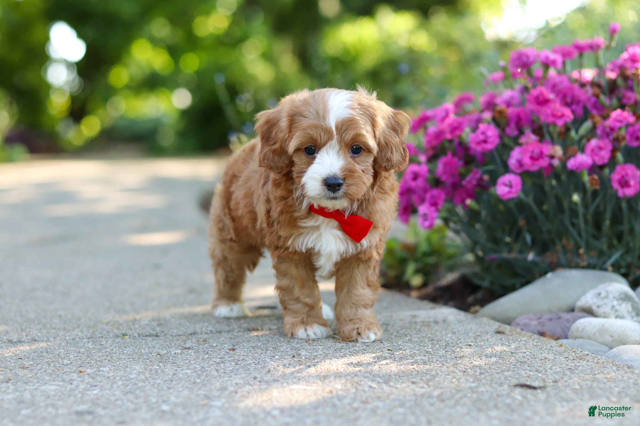 Cavapoo dogs for sale: Harley - Ad 7