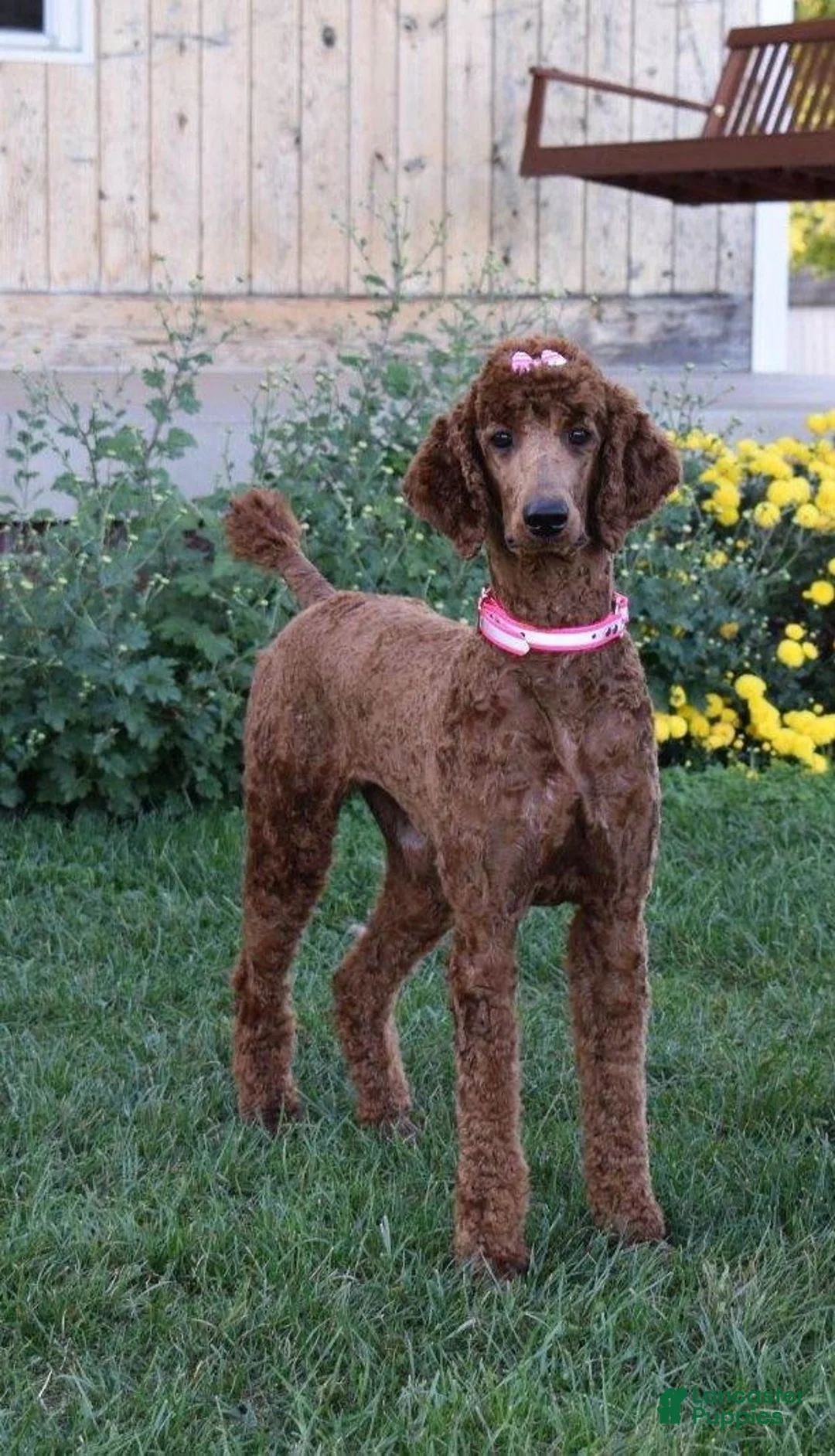 Standard Poodle dogs for sale: Bridget moyen - Ad 7
