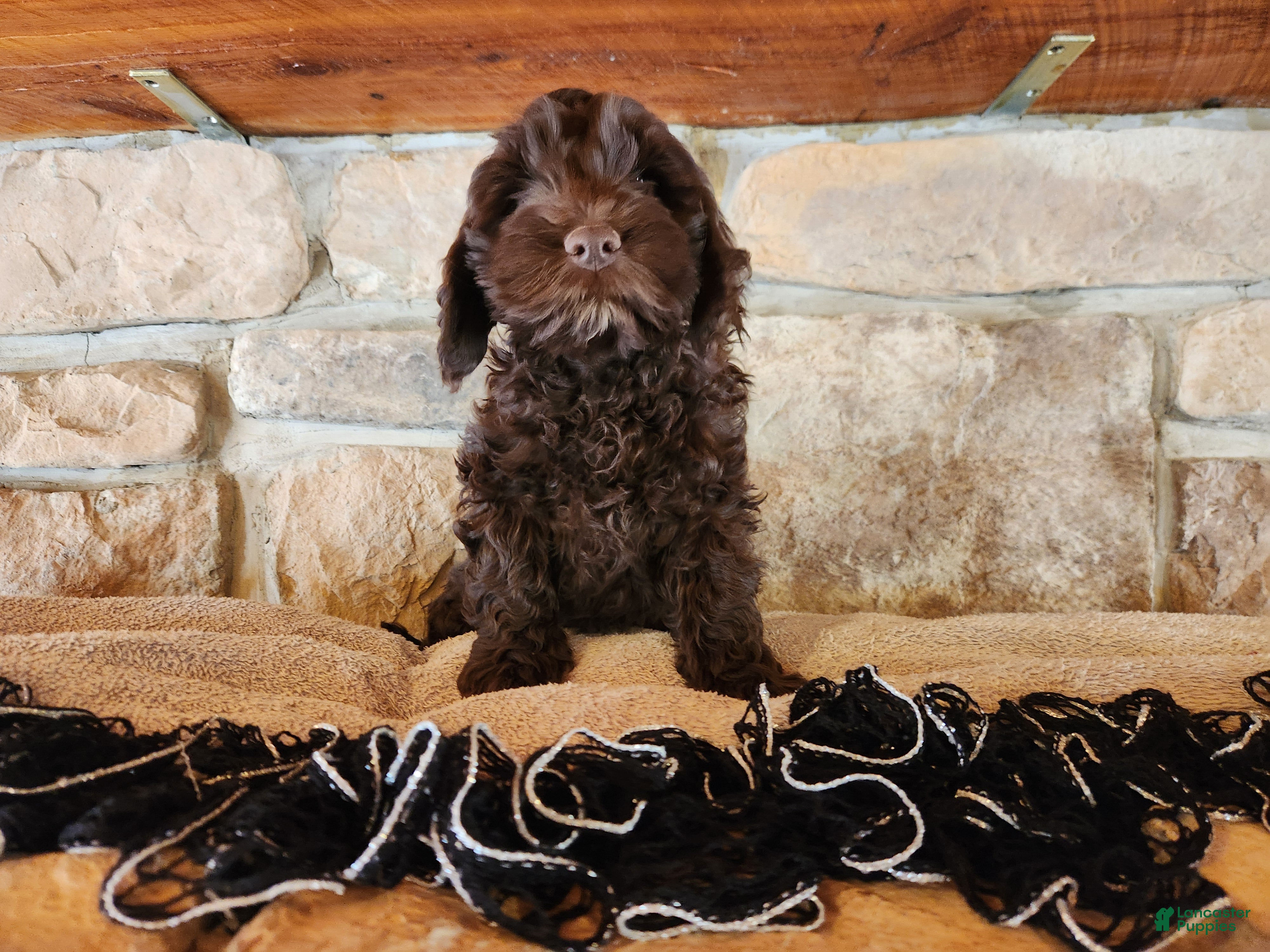 Mixed Breed dogs Logan - Ad 2