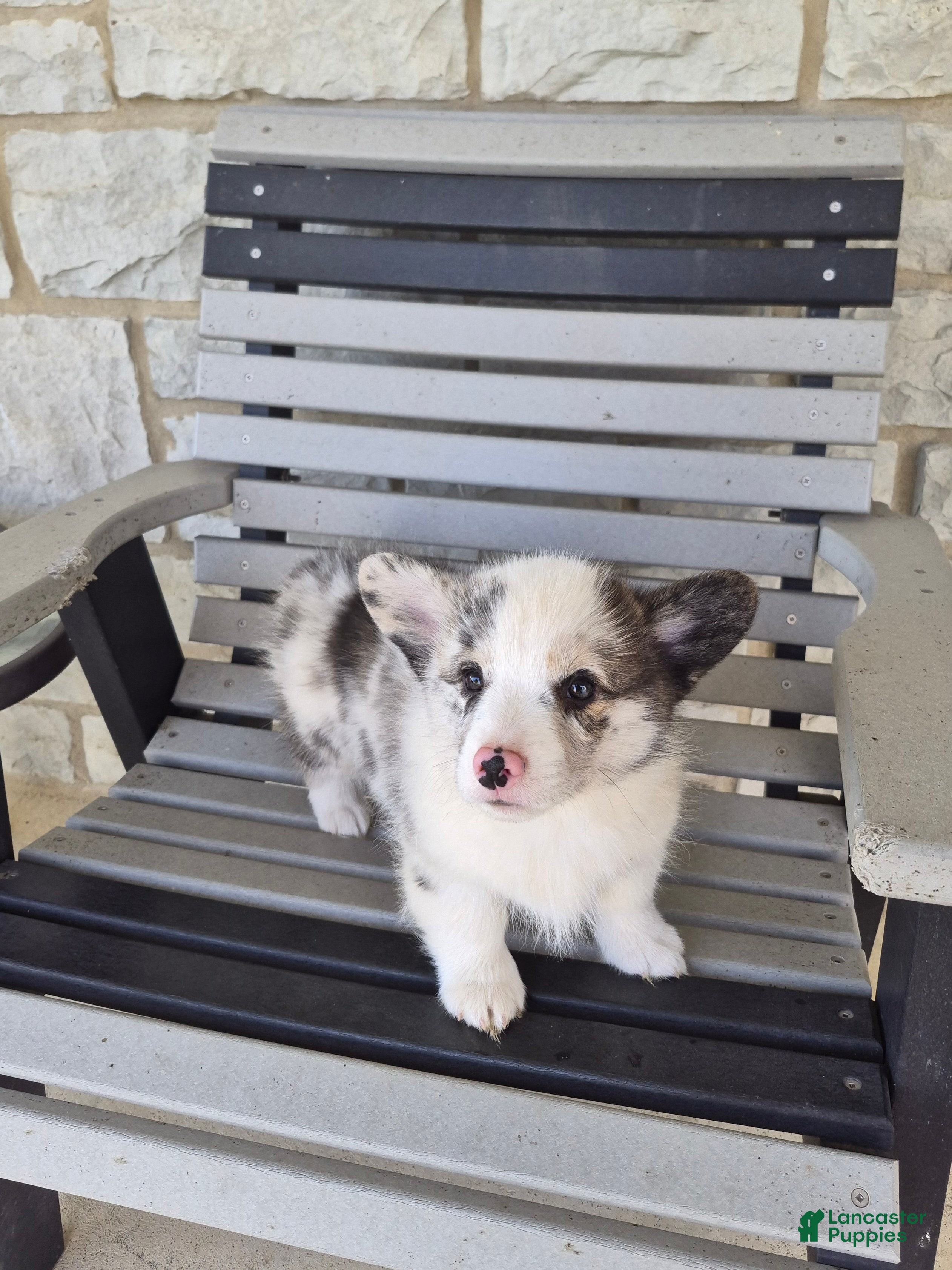 Welsh Corgi Pembroke dogs for sale: Pepper - Ad 2