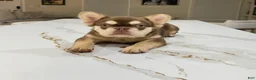 French Bulldog dogs for sale: French Bulldog  - Ad 7