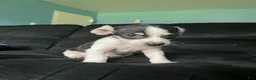 Chihuahua dogs for sale: Chihuahua 1 - Ad 1