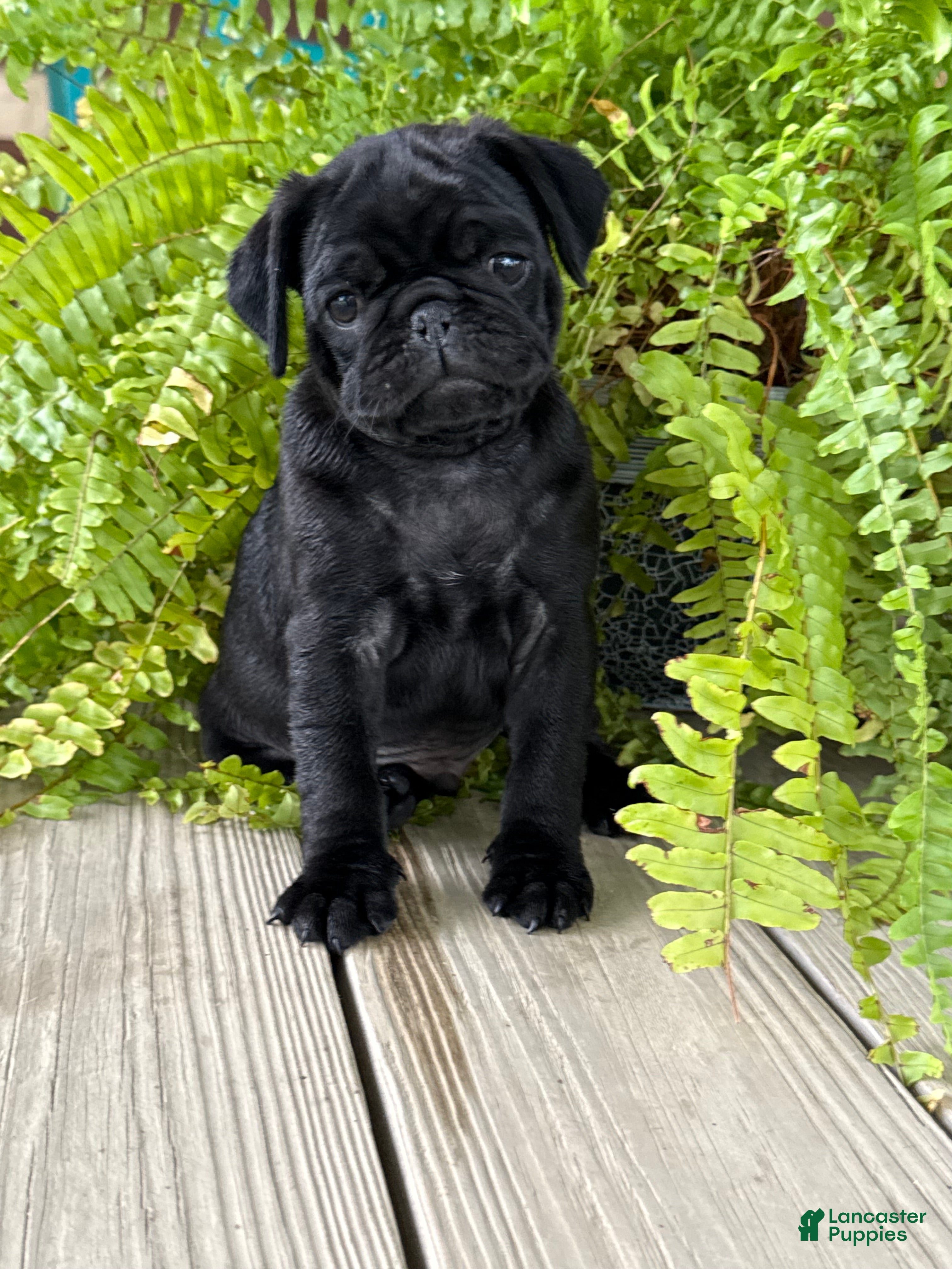 Pug dogs Patrick - Ad 18