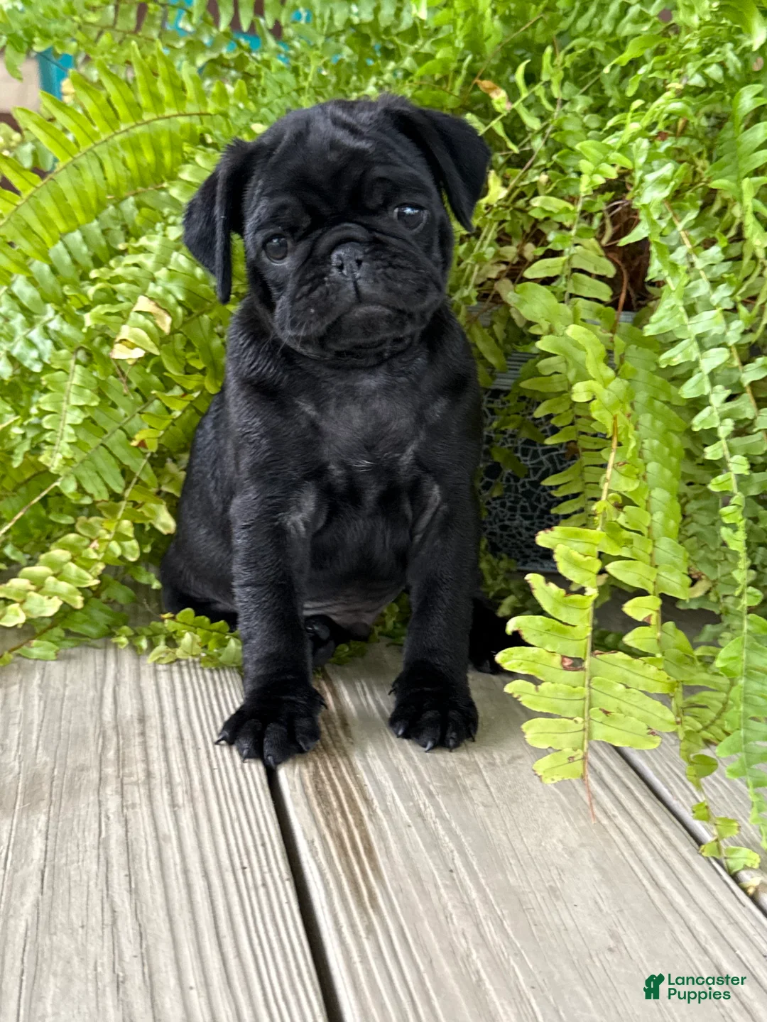 Pug dogs for sale: Patrick - Ad 1