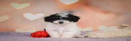 Maltipoo dogs for sale: Archie - Ad 11