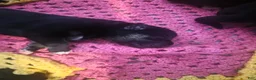 Pitsky dogs for sale: Pitsky 2 - Ad 1