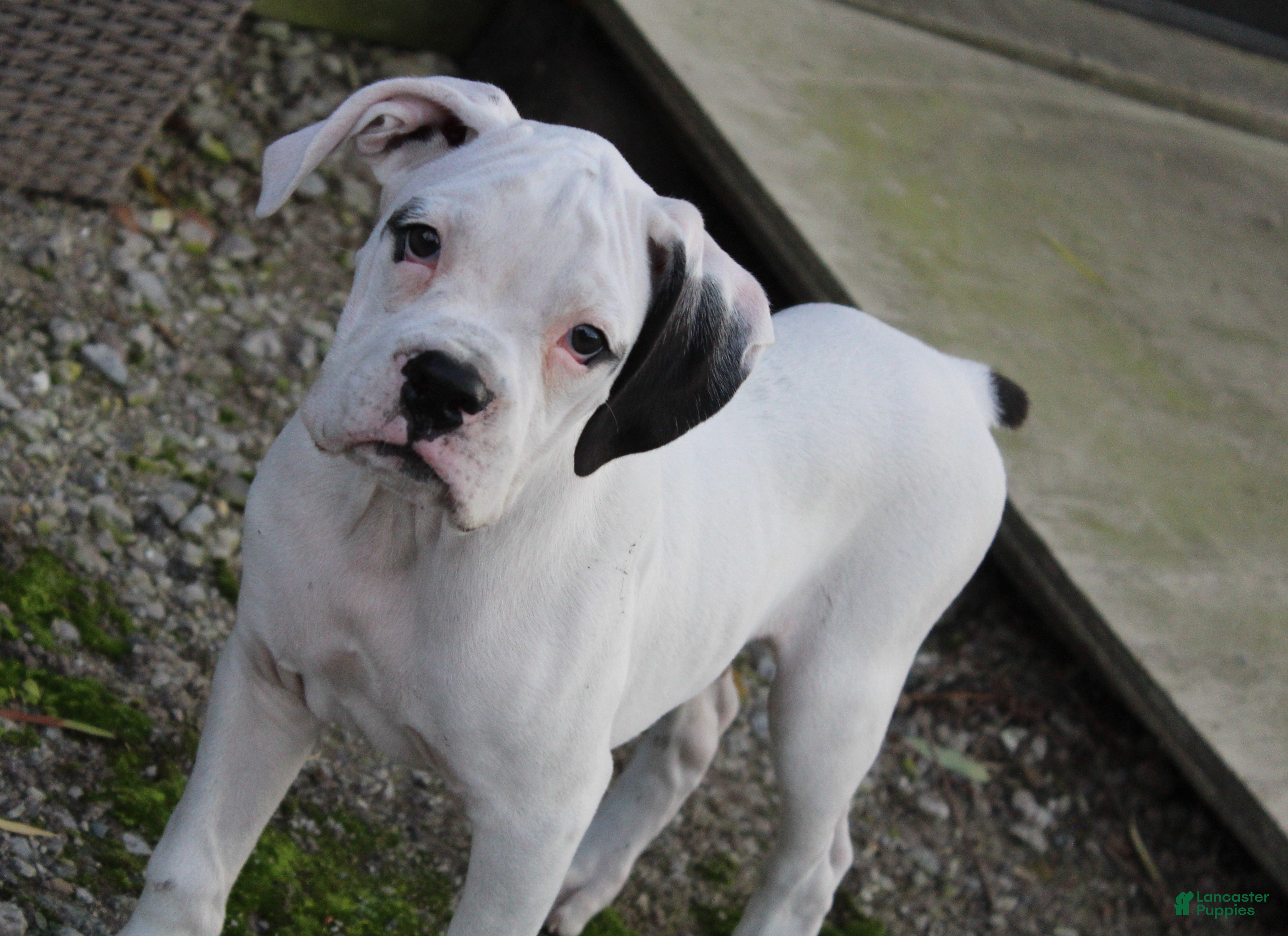 Boxer dogs Harold - Ad 1