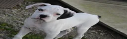Boxer dogs for sale: Harold - Ad 1