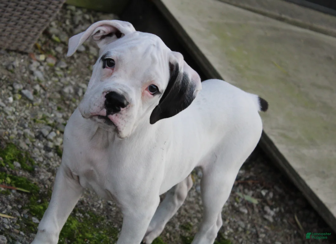 Boxer dogs for sale: Harold - Ad 1