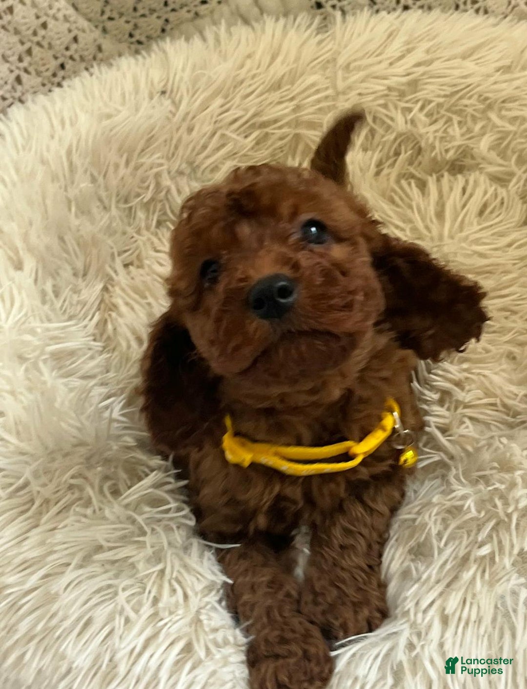 Cavapoo dogs for sale: Molly - Ad 12