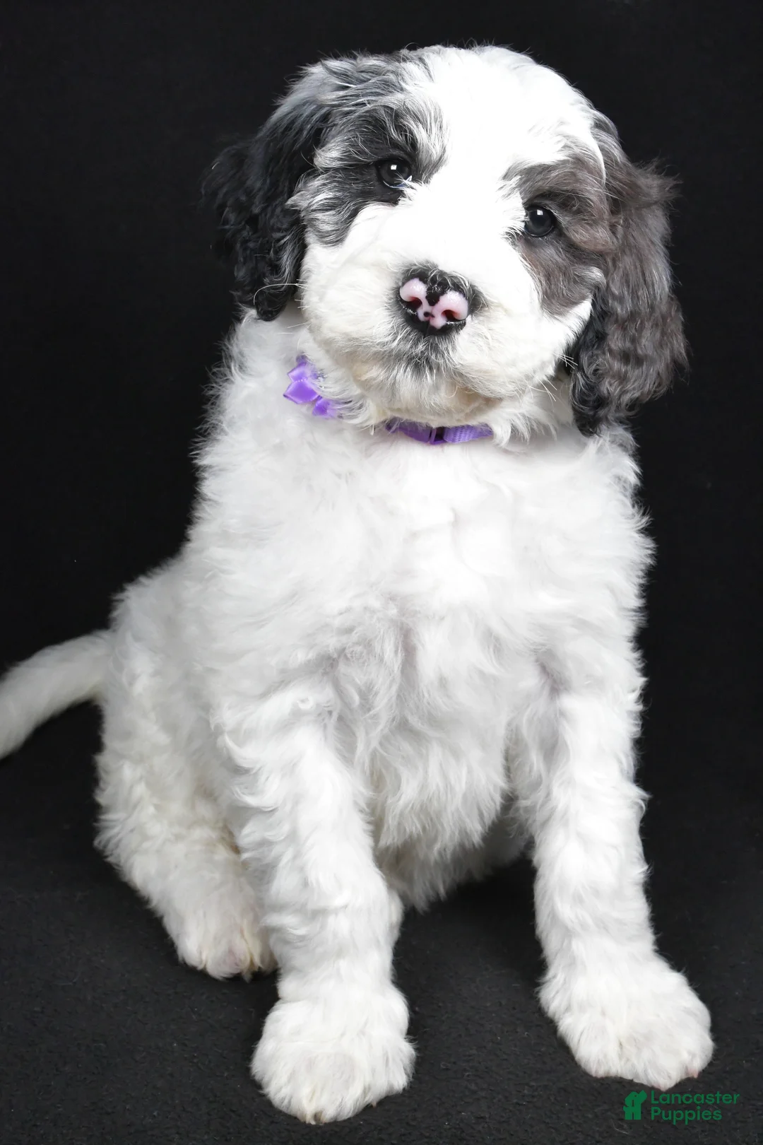 Sheepadoodle dogs for sale: Morgan - Ad 6