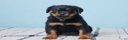 Rottweiler dogs for sale: Mason - Ad 1