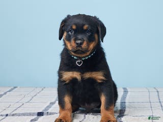 Rottweiler dogs Mason - Ad 38