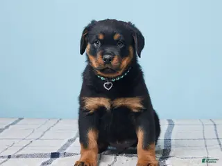 Rottweiler dogs Mason - Ad 35