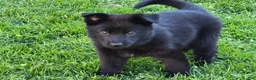 German Shepherd dogs for sale: Reba - Ad 3