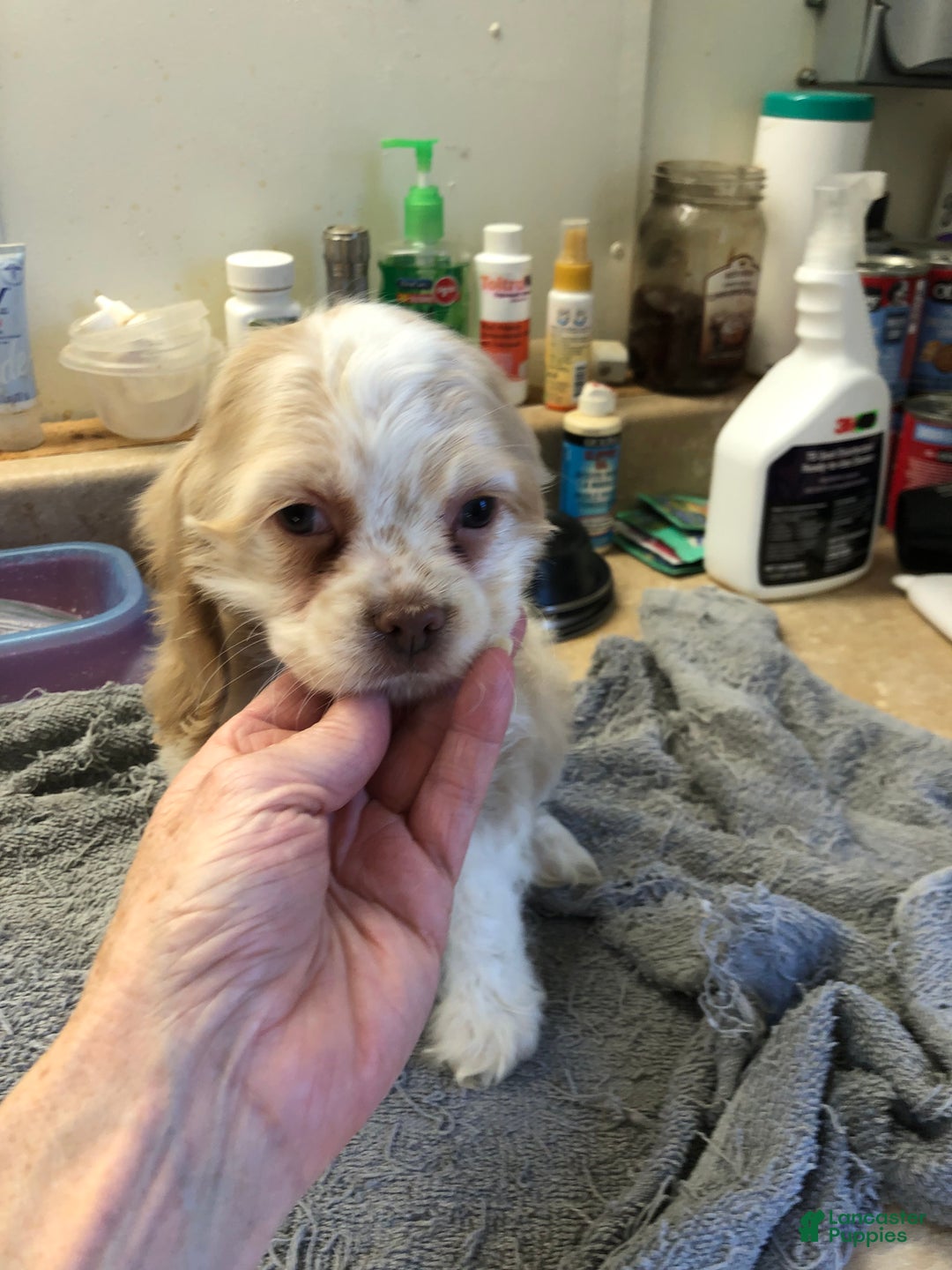 Cocker Spaniel dogs for sale: Vet checked perfect  - Ad 9