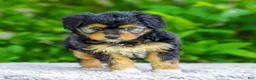 Mini Aussiedoodle dogs for sale: Whitney - Ad 3