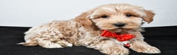 Maltipoo dogs for sale: Sanford - Ad 2