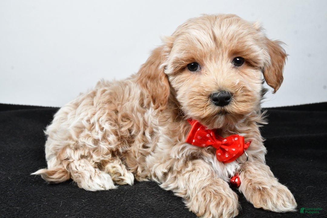 Maltipoo dogs for sale: Sanford - Ad 2