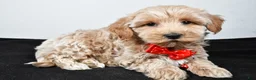 Maltipoo dogs for sale: Sanford - Ad 2