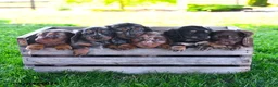 Miniature Dachshund dogs for sale: Shawn  - Ad 5