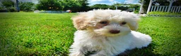 Havapoo dogs for sale: Gabby - Ad 14