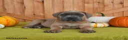 Cane Corso dogs for sale: Crystal - Ad 5