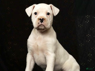 Boxer dogs Alex - Ad 21