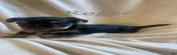 Mixed Breed dogs for sale: Mixed Breed Puppy 2 - Ad 2