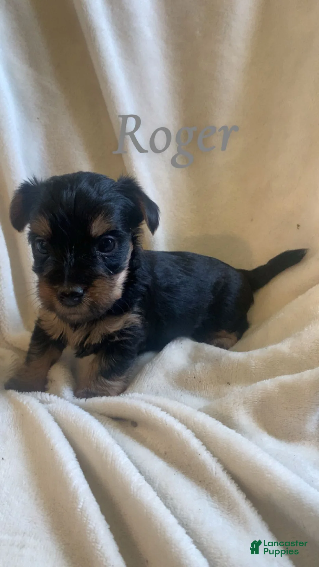 Mixed Breed dogs for sale: Mixed Breed Puppy 2 - Ad 2