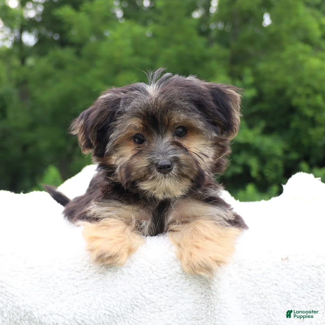 Morkie dogs for sale: Charm - Ad 6