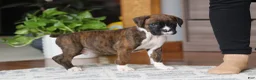 Boxer dogs for sale: Tyson - Ad 6