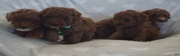 Miniature Poodle dogs for sale: Frankie - Ad 9